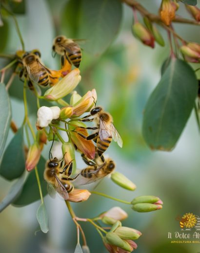 Api che raccolgono nettare dai fiori di eucalipto, immagine ravvicinata.