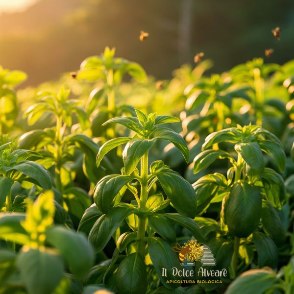 Coltivazione di basilico utilizzato per la produzione di miele