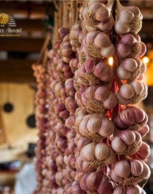 Treccia di Aglio Rosso di Sulmona con 11 bulbi appesa a parete rustica.