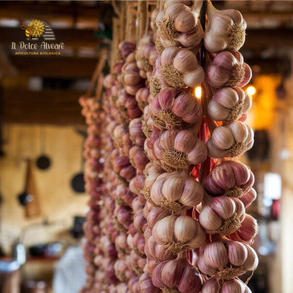 Treccia di Aglio Rosso di Sulmona con 11 bulbi appesa a parete rustica.