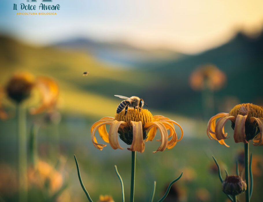 Un’alba su un paesaggio naturale, con raggi di luce che illuminano un’ape su un fiore, simbolo della pappa reale e dell’energia naturale.