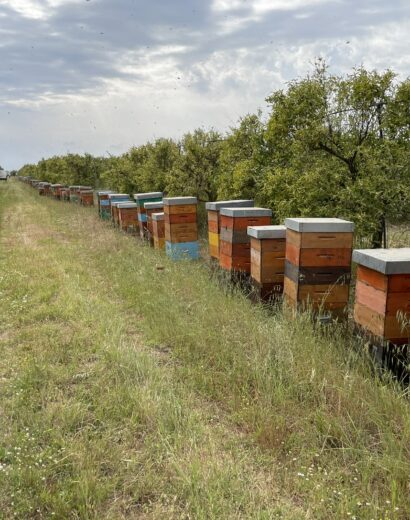 Apicoltore raccoglie miele di arancio in primavera.