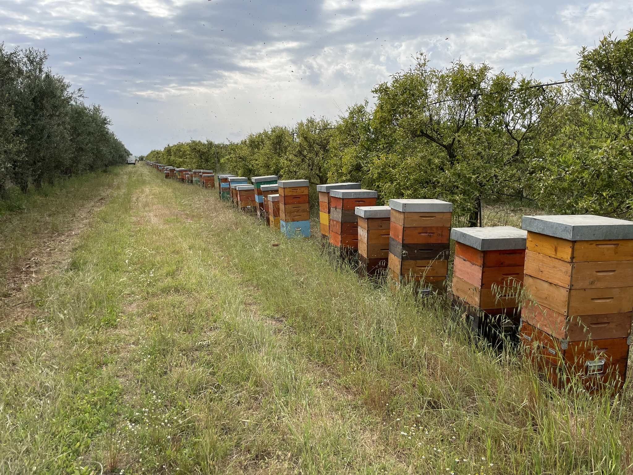 La Raccolta del Miele di Arancio: Un’Esperienza Primaverile